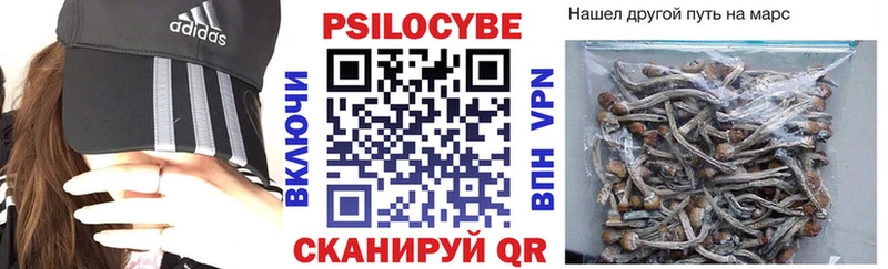 Купить  Кизляр  Псилоцибиновые грибы Psilocybe 